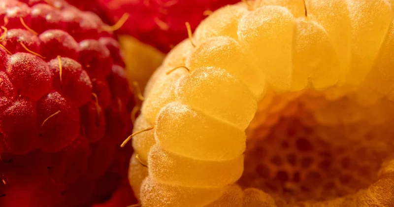 La ganache framboise : pectine, gélatine ou purée cuite ?
